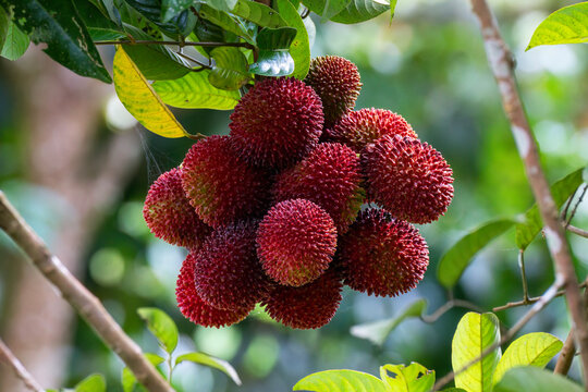 Exotic Pulasan Fruits (Nephelium mutabile) in a Tropical Garden