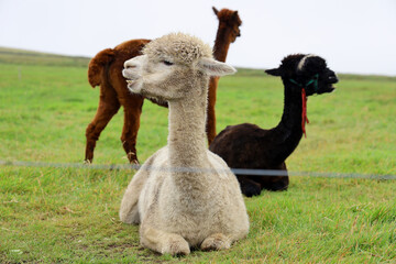 Mama llama © Louise