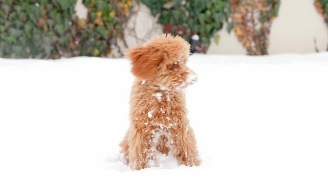 Adorable toy poodle dog sniffing snow then sitting to look forward with snowy face before burying head deep and running toward camera in slow motion on snowy ground outdoors