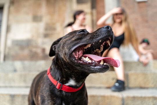 Brindle pit bull type dog panting with a red collar, people in background