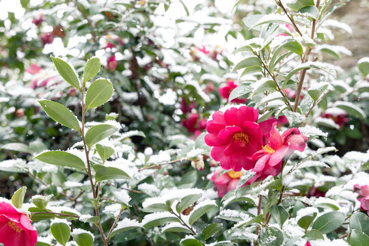 山茶花　茶花　石蕗　南天他 山茶花 Images – Browse 5,029 Stock Photos, Vectors, and Video
