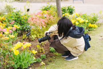Fototapeta premium 2025年に咲いたお台場の桜とチューリップ