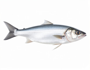 Fototapeta premium Fish Close Up, Whole Fresh Seafood on White Background