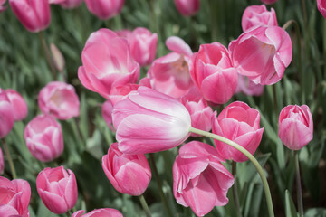 Obraz premium pink and white tulips