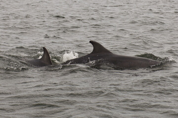 two dolphins playing in the water © Louise