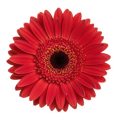 A single vibrant crimson red gerbera daisy flower with symmetrical petals and golden yellow stamen, top-down on transparent background with copy space, concept of botanical perfection