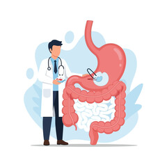 Fototapeta premium Doctor Examining Stomach and Intestines Anatomy - Medical Illustration