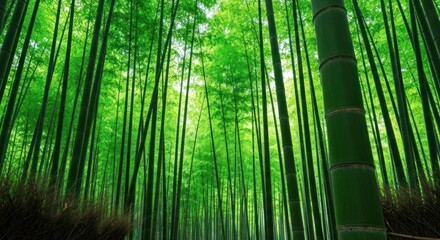 Fototapeta premium A lush bamboo forest. Tall, green stalks reach toward a bright, sunlit canopy overhead