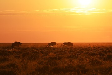 Eine Herde Gnus (connochaetes) zieht durch den Etoscha Nationalpark vor dem Sonnenuntergang