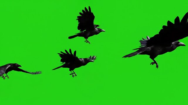 Green Screen three black bird flies from left to right chroma key background for compositing vfx scene 3 with distortion, overlay, glitch, static noise, scan lines on background, 4k animated video