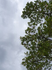 Obraz premium Lush green tree branches against a dramatic overcast grey sky, nature background.trees and sky