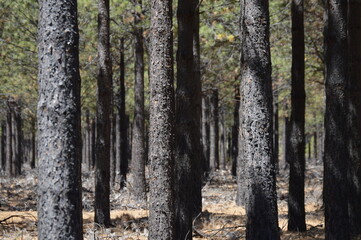Obraz premium Arboles nativos, Epuyen, Patagonia Argentina