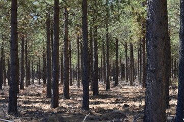 Obraz premium Bosque de Epuyen, Patagonia Argentina