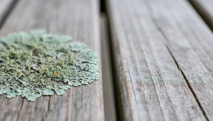 Weathered Wooden Surface with Lush Green Moss Displaying Natural Texture and Subtle Color Variations