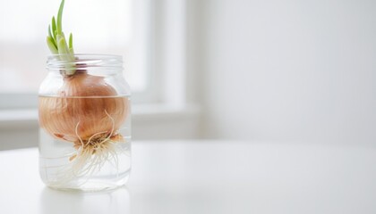 Sparkling Water with Emerging Onion Bulb- Gentle Growth and Natural Light Reflections