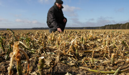 Farmer inspects dry crops in a field on a sunny day in early spring