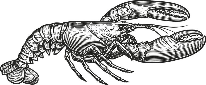 Detailed black and white lobster illustration with claws and segmented body, marine crustacean drawing
