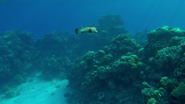 The Ajargo or Spotted Porcupinefish, Diodon hystrix swims over massive corals on a bright sunny day in the sunshine