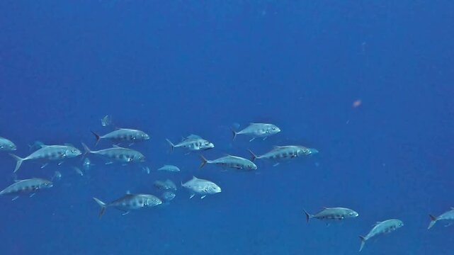 Yellow dotted trevally (Carangoides fulvoguttatus). Taken in Sharm El Sheikh, Egypt