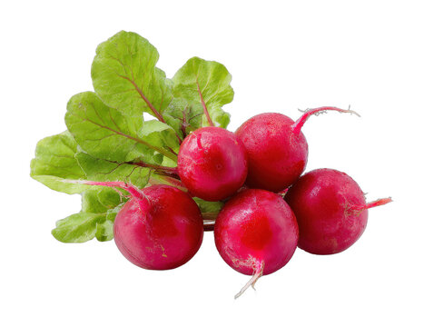 radieschen isolated on a white background ar 43