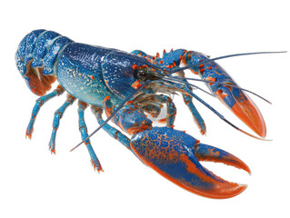 languste isolated on a white background ar 43