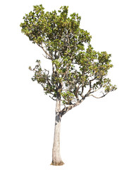 Magnificent Tree against the Backdrop: An imposing, solitary tree stands tall, its canopy of vibrant green leaves reaching towards the sky, its trunk a testament to nature's resilience.