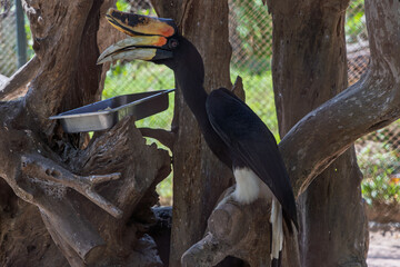 Thailand, Pattaya, Million Years Stone Park — hornbill perched on tree trunk near feeding tray © night87