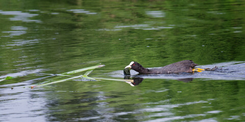 Eurasian Coot or Common Coot (Fulica atra) swimming and carrying nesting material in its beak, Belgium