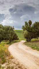 Obraz premium A dirt road winding between olive trees and green hills in Taounate, beneath a dramatic sky hinting at rain.