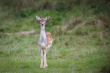 Fallow deer female (Dama dama) standing on grassy meadow with blurred green background in summer light