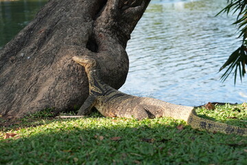 Obraz premium Asian water monitor lizard resting against tree by calm river