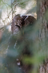 Fototapeta premium Tawny owl perfectly camouflaged on tree bark (Strix aluco) in coniferous forest