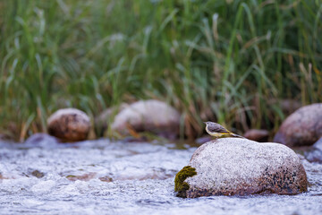 Grey Wagtail (Motacilla cinerea) perched on rock in mountain stream