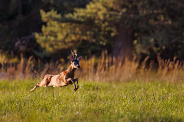 Running roe deer buck (Capreolus capreolus) in summer meadow at sunset light © Branislav