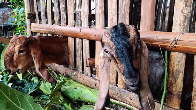 Goat Or Sheep Eating Their Meal From a Wooden Cage at Traditional Farm