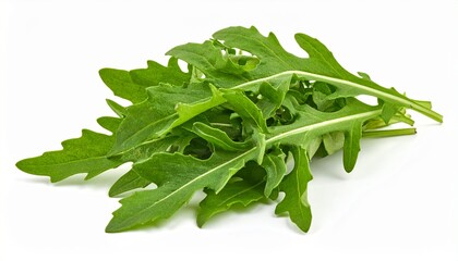 Rucola isoliert