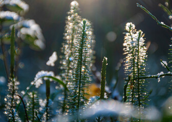 macro photography, snow-covered plants in the forest, winter