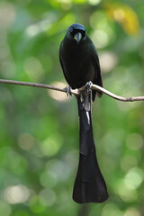 Beautiful Racket-tailed Treepie perched on a branch in tropical forest.
