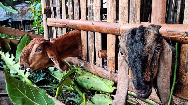 A brown head goat eating leaves from the gap the wooden cage