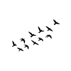Fototapeta premium birds in flight