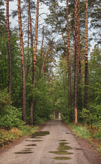 Obraz premium Dark moody forest