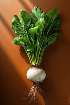 Realistic radish illustration with vibrant green leaves and crisp roots on earthy background