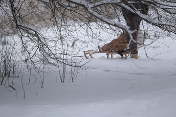 Person pulling wooden sled through snowy forest in winter