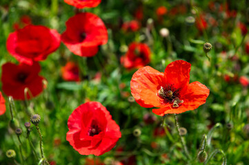 Fototapeta premium Close up shot of tender red poppy flower. Opium Poppy or Papaver somniferum. Poppy field in full bloom against sunlight. Remembrance Day, Memorial Day, Anzac Day.