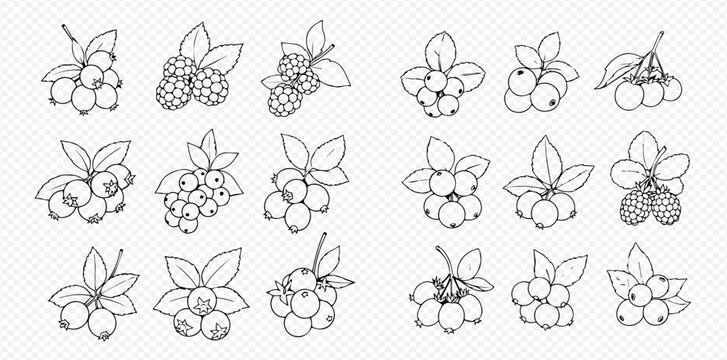 Set of various hand-drawn berries with leaves, including blueberries, raspberries, and cranberries, in outline style.