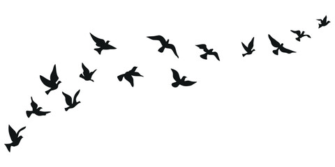 Fototapeta premium flock of birds