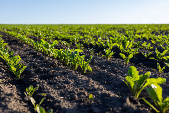 Rows of lush sugar beet plants stretch across an expansive field, basking in warm sunlight, showcasing the beauty of farming and growth