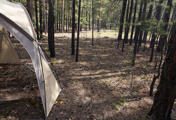 beige camping tent in a pine forest  © Ivan
