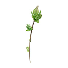 Fototapeta premium Watercolor of first spring leaves on a branch isolated on a white background. Good for postcards, invitations, greeting cards, wallpaper
