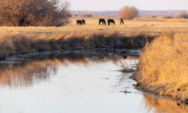 Horses graze on a snowy pasture with withered grass in winter
